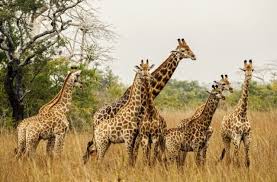 Luanda Capital de Angola Parque Nacional de Quiçama